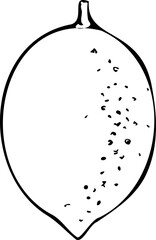 Hand drawn vector illustration of a lemon isolated on a white background.