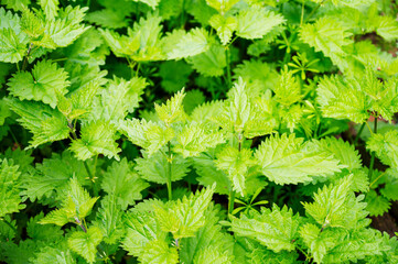 Fresh green nettle medical plant, spring time
