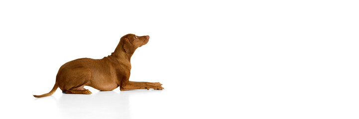 Banner. Hungarian Vizsla lying down in relaxed pose with head lifted and ears alert against white background with copy space. Concept of domestic animals, pets, veterinary and grooming services. © Lustre Art Group 