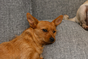 Red Dog Sleeping on Sofa