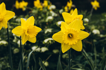 Obraz premium Amazing Yellow Daffodils flower field in the morning sunlight. The perfect image for spring background, flower landscape.