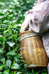 Capturing the Essence of Tea Harvesting: A Journey Through Lush Green Fields
