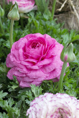 Beautiful Pink ranunculus flower growing in an outdoor flower garden. ranunculus flower closeup, Pink blooming flower, Closeup shot of a beautiful blossoming ranunculus in field