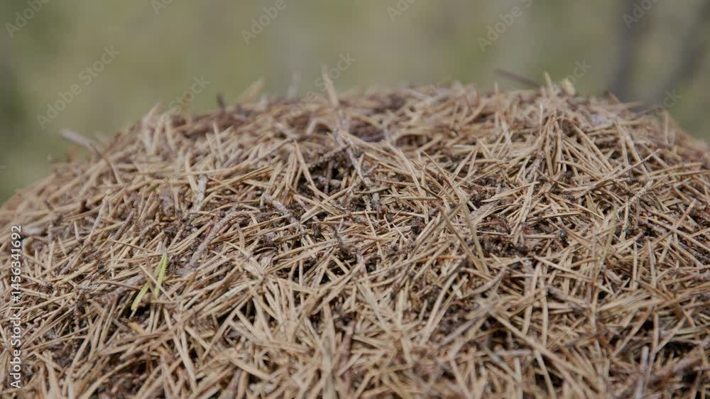 Aufkleber ant hill built from pine needles with visible ants crawling across surface in forest