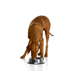 Hungry brown dog eating from shiny metal bowl, head down and legs straight on green grass field against white studio background. Concept of pet care, nutrition, feeding time.
