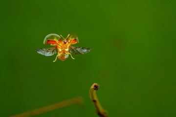 red bug on a leaf