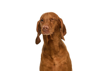 Confident brown dog winks with one eye, expressing charm and humor on green grass field against white studio background. Comedic character. Concept of domestic animals, wellness, companion. Ad