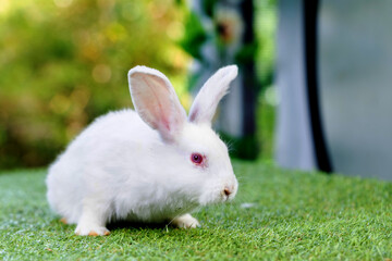 bunny Easter fluffy baby rabbit or new born rabbit. baby cute rabbit or new born adorable bunny. Easter Bunny.  Symbol of Easter day.