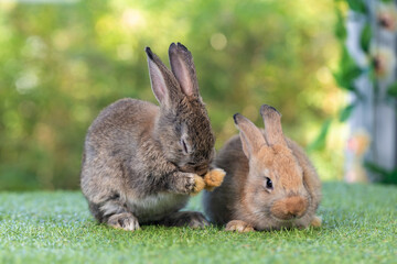 bunny Easter fluffy baby rabbit or new born rabbit. baby cute rabbit or new born adorable bunny. Easter Bunny.  Symbol of Easter day.