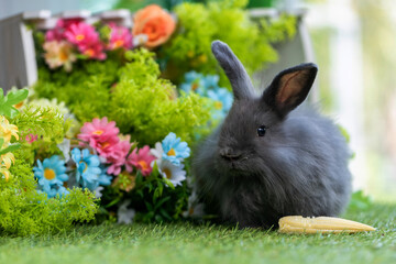 bunny Easter fluffy baby rabbit or new born rabbit. baby cute rabbit or new born adorable bunny. Easter Bunny.  Symbol of Easter day.
