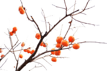 Persimmon trees are in autumn. In autumn