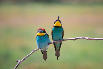European bee eater, Merops apiaster. Common bee-eater. Close-up