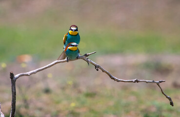 European bee eater, Merops apiaster. Common bee-eater. Close-up