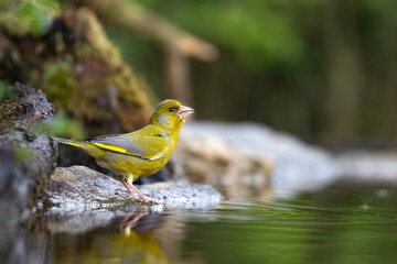 The European greenfinch