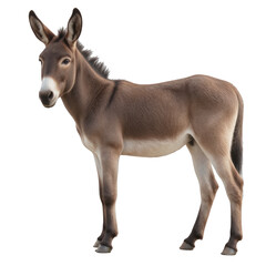 Brown donkey standing in a grassy field, gentle expression, calm demeanor, suitable for rural themes or nature illustrations Isolated on white background or PNG