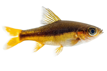 Majestic Tambaqui Fish: Vibrant Amazonian Freshwater Giant, Close-Up View, Underwater Beauty fin gill on transparent background