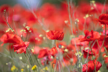 Fototapeta premium Poppie field in sunny day
