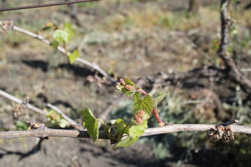 Fototapeta premium Young Grapevine with Budding Clusters in Spring Vineyard