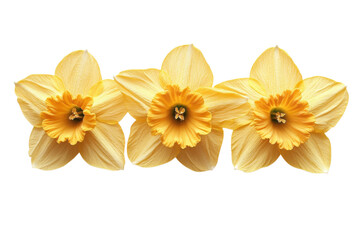 Fototapeta premium Vibrant Trio: Three Sunny Yellow Daffodils Isolated on White Background, Perfect for Spring Designs on transparent background
