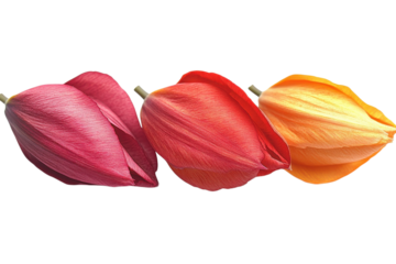 Vibrant Trio: A Close-Up of Three Exquisite Tulips in Bloom, Captivating Details and Rich Colors. on transparent background