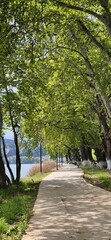 Fototapeta premium path in the park