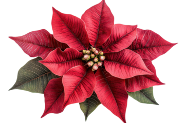 Vibrant Poinsettia Flower Head, Overhead View, Christmas, Festive, Holiday, Botanical, Red, Green, on transparent background