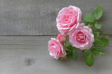 Fototapeta premium Pink Rose Blossom on Wood Surface