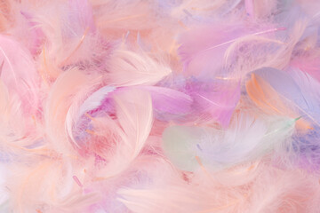 Colorful feather background, top view.
