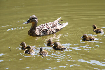 Mother duck swimming with a group of ducklings on sunlit pond, leading her babies gently through calm water, peaceful nature moment concept of childhood