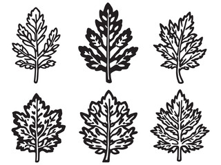 Fototapeta premium Spruce leaf delicate line art vector design