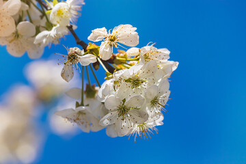 Fruit tree. Close-up of tiny flowers. Blurred background. Sunny April day.