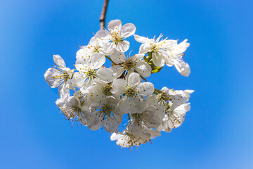 Fruit tree. Close-up of tiny flowers. Blurred background. Sunny April day.
