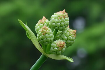 Flower Bud in Early Stage