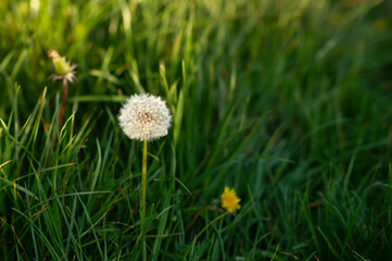 dandelion flower into sunset light on fresh green grass background