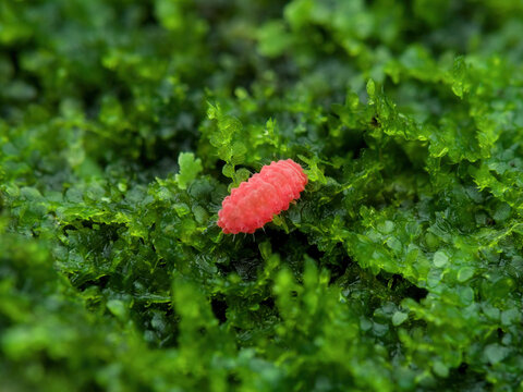 Red springtail on the mossy ground