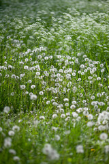 Huge field of white dandelions