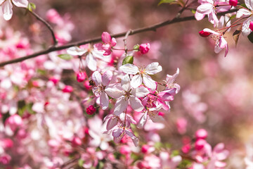 Fruit tree. Close-up of tiny flowers. Blurred background. Sunny April day.
