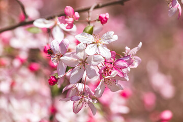 Obraz premium Fruit tree. Close-up of tiny flowers. Blurred background. Sunny April day.