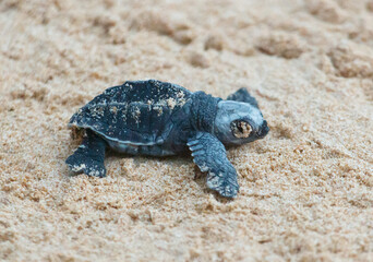 A turtle hatched from an egg crawls along the sand towards the ocean