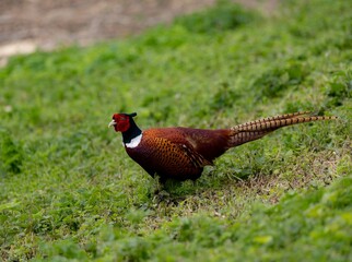 Colorful pheasant on green grass.