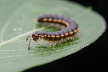 millipede on the leaf