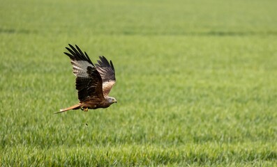Majestic bird of prey soaring over green field.