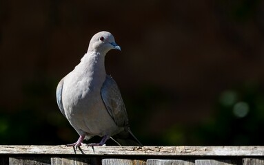 Close-up of a dove on a fence