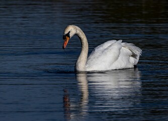 Fototapeta premium Graceful swan on a serene lake