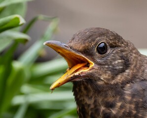 Close-up of a bird with open beak