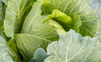 A head of green cabbage with a few leaves missing