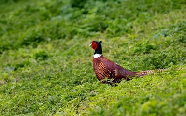 Vibrant pheasant in lush greenery