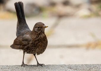 Brown bird on concrete surface.