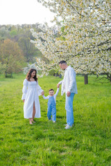 Young beautiful family walking in a field with blooming cherry trees. Dad, mom and little son playing in the garden outdoors.