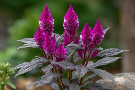 Purple Celosia Flower in Bloom
